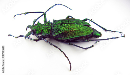 Unusual metallic green iridescent longhorn beetle Psalidognathus friendi female isolated on white. Cerambycidae. Collection beetles. Insects. Entomology. 