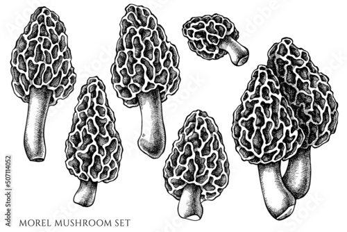 Vector set of hand drawn black and white morel mushroom