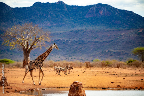 Giraffe photographed on a safari in Kenya. birds sit on the animal in the savannah of Africa.