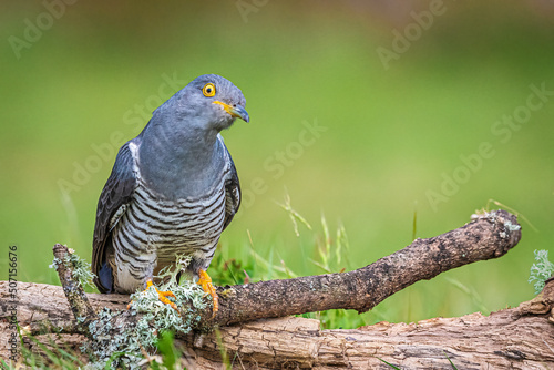 cuckoo