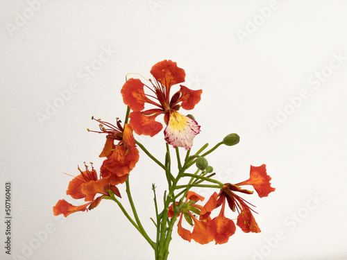 Poinciana regia or Delonix regia flowers isolated on white background. The most common names are: royal poinciana, flamboyant, acacia rubra, phoenix flower, flame of the forest, or flame tree