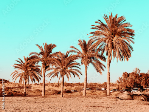 Topical landscape, palm trees on summer beach on blue sky background