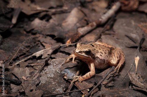 Western chorus frog macro portrait 