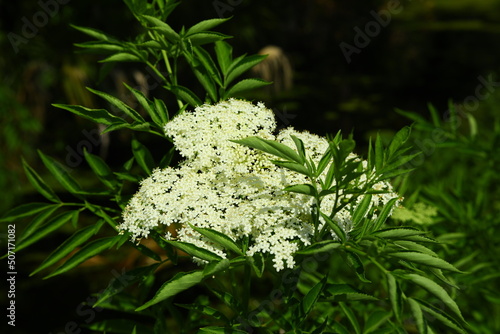 Spotted water hemlock Cicuta maculata native to North America is one of the most toxic plants, grows tall in wetlands white cluster of flowers