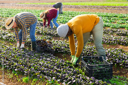 Group of farm workers picking harvest of organic red canonigos leaf to crates on plantation