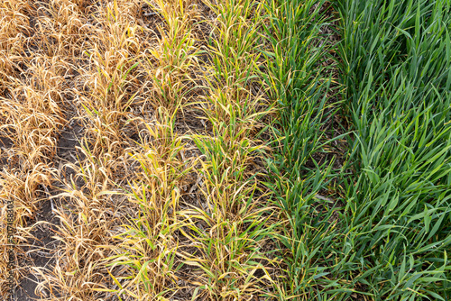Winter wheat that was damaged by herbicide.