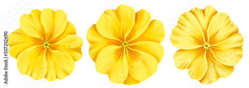 drawing flowers of yellow primrose isolated at white background , hand drawn botanical illustration