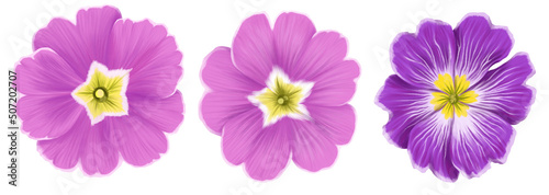 drawing flowers of purple primrose isolated at white background , hand drawn botanical illustration