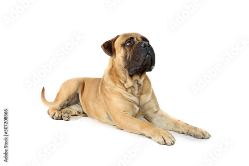 adult bullmastiff isolated on white background