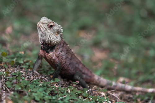An iguana froze in a tropical garden
