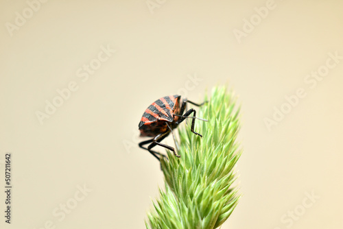 In the picture, Graphosoma lineatum or lined stink bug or striped graphosoma is taken sitting on the grass in phases.