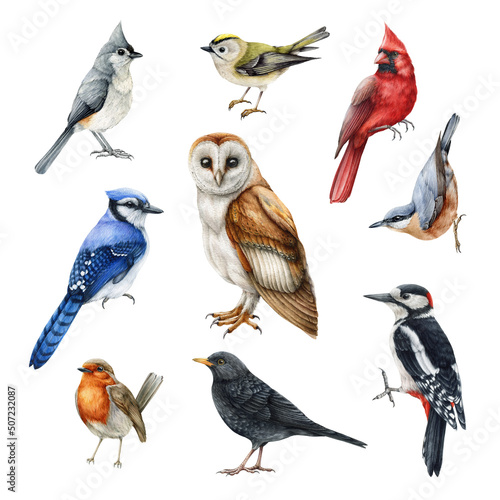 Forest birds watercolor realistic set. Barn owl, woodpecker, blue jay, red cardinal, titmouse, robin watercolor illustrations. Forest and backyards birds set. Realistic hand drawn wildlife avians