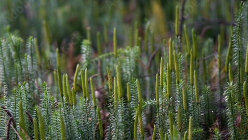 Green thickets of plauna lat. Lycopodium, which tightly cover the soil in the forest.