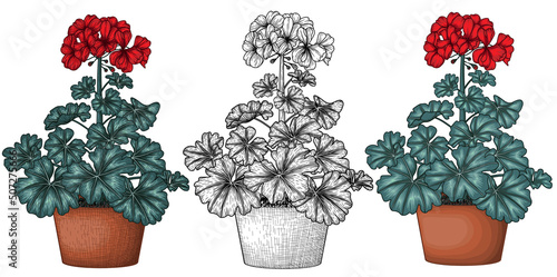 Vector illustration of potted geranium flower in 3 styles. Colored with outline, engraving, color engraving