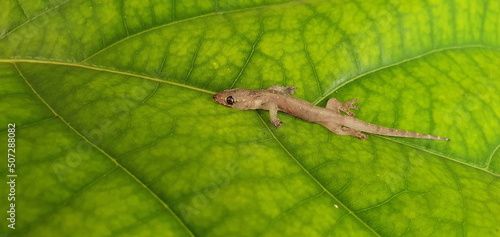 A small lizard lying on a green leaf. Asian or Common House Gecko Hemidactylus frenatus lies are reptiles that live in human homes. scientific name Hemidactylus 