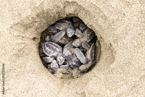 Eclosión de los huevos de tortuga olivácea o tortuga lora (Lepidochelys olivacea) en un nido de una playa del Océano Pacífico en Costa Rica