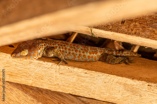 Geck tokay (Gekko gecko) en el techo de un puerto marítimo en Filipinas