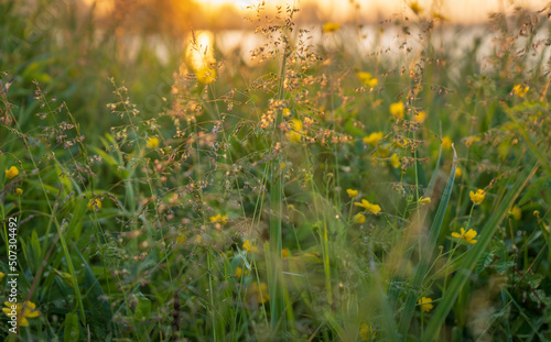 Wiosenna łąka z żółtymi kwiatami oświetlona wschodzącym słońcem.