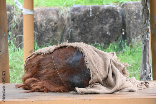多摩動物公園の麻布をかぶって寝ているオランウータン