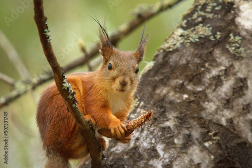Red squirrel (Sciurus vulgaris) feeding on a spruce cone in spring.