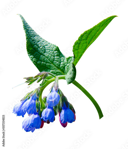 Comfrey (Symphytum officinale) flowers of a used in organic medicine. comfrey flowers isolated on white background