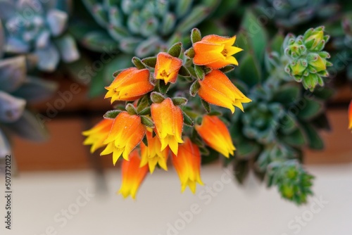 Echeveria elegans is a species of succulent plant of the Crassulaceae family.