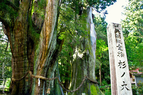 杉の大杉（特別天然記念物）