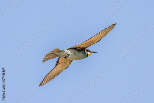 European Bee-eater in flight with a dragonfly across its beak on a blue sky background