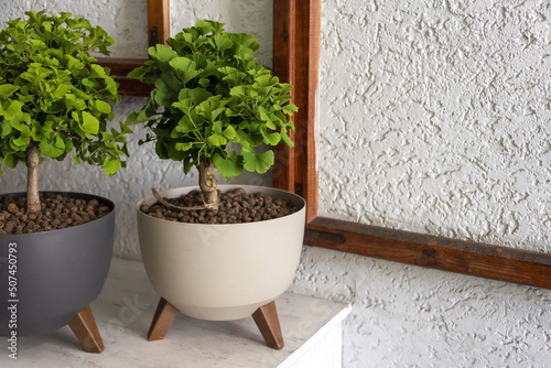 Ginkgo biloba bonsai tree. Ginkgo with green fan-shaped leaves in containers, bonsai art, green home decor. Maidenhair tree or ginkgo, native to China, well known in traditional medicine