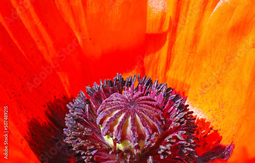 Macro closeup of isolated bright red oriental puppy blossom (papaver orientale), inside details of star-shaped purple pistil