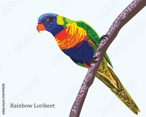 Rainbow Lorikeet illustration