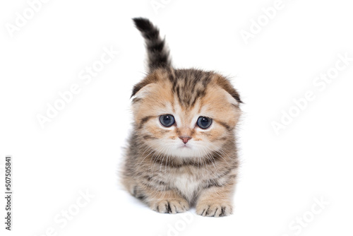 Portrait of a Scottish fold striped kitten with blue eyes.