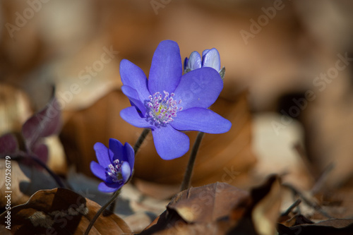 Kwiat przylaszczki makro wśród suchych brązowych liści