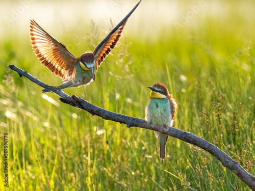 Bee-eaters advertise their partners with colours