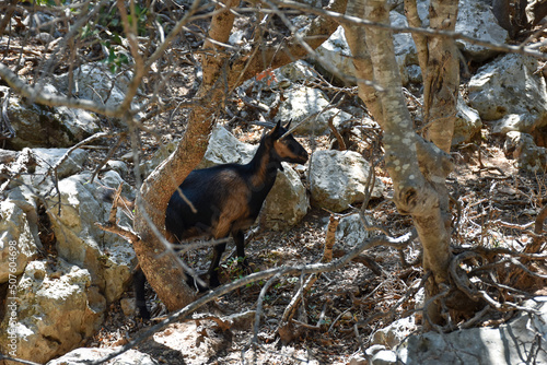Krikri cretan wild goat in a mountain valley