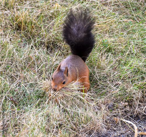 Red squirrel closup in grass
