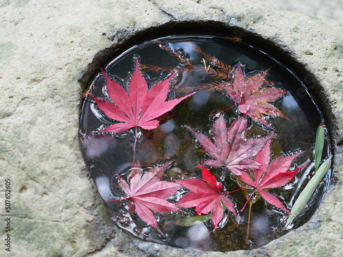 石の水盤に浮かぶモミジの赤い葉