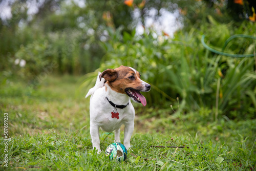 Jolly Jack Russell Terrier dog plays ball in the garden on a Sunny summer day