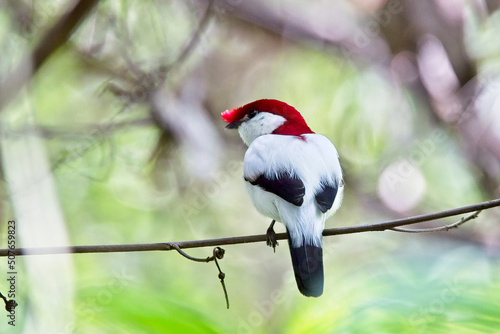 Araripe Manakin (Antilophia bokermanni), male, Cerrado do Araripe, Brazil. A Brazilian Endemic.