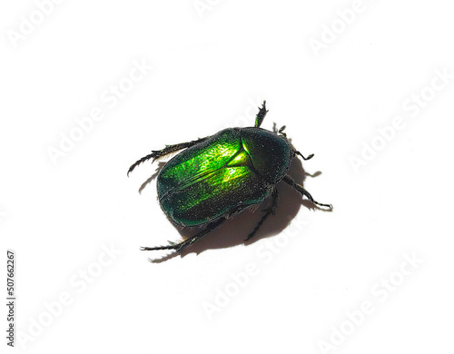green maybug isolated on white background