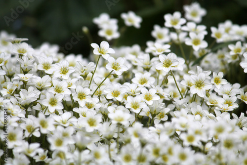 White flowers Mossy saxifrage (Saxifraga arendsii Alba) plant in garden