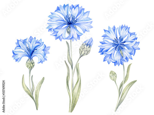 Blue cornflower flowers, stems with leaves. Set wildflowers mountain centaurea knapweed isolated on white background. Hand drawn painting watercolor botanical illustration