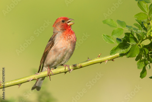 Dziwonia Rosefinch