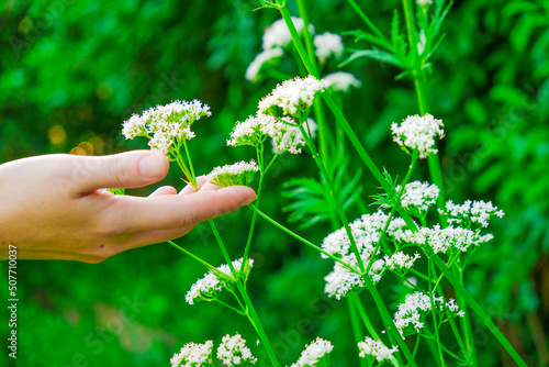 White flowers of Valerian officinalis . Women's hands collect blooming valerian. Hand touches valerian flowers in the summer garden .Healing herbs