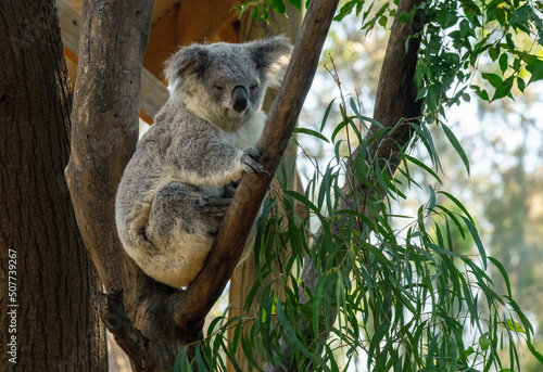 koala (Phascolarctos cinereus)