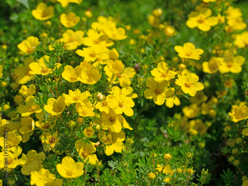 Blühender Fingerstrauch, Potentilla fruticosa, im Frühling