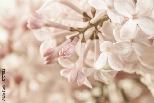 Pale pink beige neutral color little lilac flowers and closed buds with branch on blur floral background for wedding invitation or romantic wallpaper macro