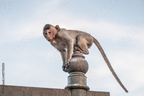 THAILAND - MONKEY BUFFET FESTIVAL - 2021