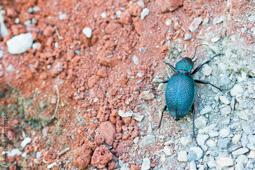 blue ground beetle, blue color insect