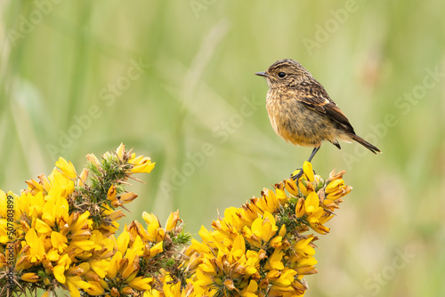 Juvenile stonechat (Saxicola rubicola) perched on a gorse bush in spring. Cute baby bird portrait, Yorkshire, UK.